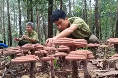 Modèle expérimental de culture de ganoderma sous couvert forestier au sein du Comité de gestion des forêts de protection de Xuan Loc. Photo : nhandan.vn