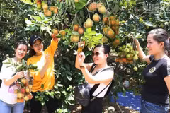 Les visiteurs peuvent y cueillir eux-mêmes des ramboutans bien mûrs dans les vergers des agriculteurs de la commune de Lam Son, province de Khanh Hoa. (Photo : NGUYEN TRUNG)