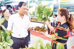 Des visiteurs découvrent le ginseng de Ngọc Linh lors d’un programme de présentation et de promotion des plantes médicinales de Da Nang. Photo: nhandan.vn