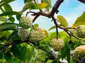 La douceur de la saison des pommes cannelles au pied du massif de Tam Dao