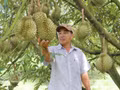 Le durian vietnamien pourrait dépasser 4,5 milliards de dollars d’exportations en 2026. Photo : VNA.