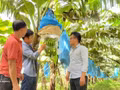 Les nouvelles technologies variétales, moteur de la montée en gamme de l’agriculture vietnamienne. Photo: VNA.