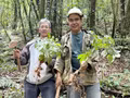 Comment le ginseng Ngoc Linh enrichit tout un village des Xe Dang