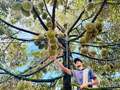 [Photos] Une récolte abondante de durians à Dong Nai