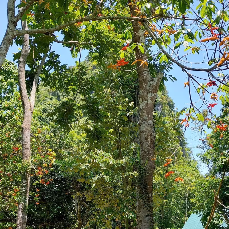 Le parc national de Cat Ba est un parc véritablement unique au sein du système des parcs nationaux du Vietnam, étant le premier du pays à abriter à la fois des écosystèmes forestiers et marins. Il est également le point central de la réserve mondiale de biosphère de l'archipel de Cat Ba et un site national spécial. Photo : Ha Thai/nongnghiephuuco.vn