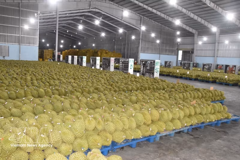 Un entrepôt de durians à Dông Thap. Photo: VNA