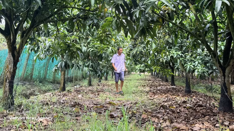 Un système d'irrigation goutte à goutte automatisé est utilisé dans les vergers de manguiers dans la commune de Cu Lao Gieng (An Giang), permettant d'économiser l'eau et les engrais. Photo : VNA