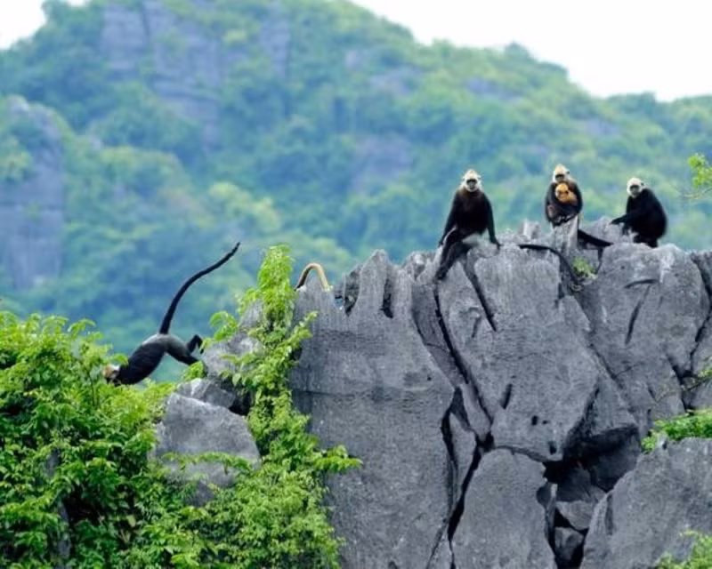 Le parc national de Cat Ba se distingue par son relief karstique unique, en partie immergé, façonné par d’imposants massifs calcaires datant de 250 à 280 millions d'années. Photo : baovanhoa.