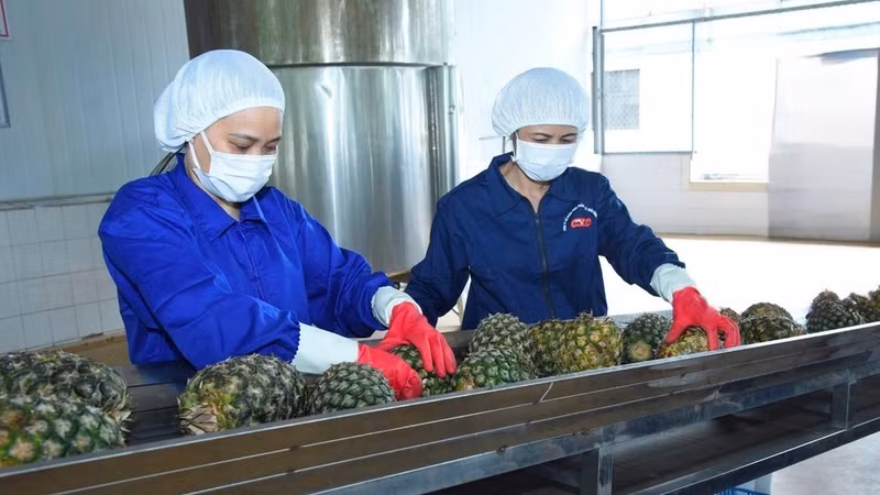 Les fruits et légumes présentent un fort potentiel de croissance sur le marché moyen-oriental. Sur la photo : préparation d’ananas destinés à l’exportation à la société par actions Dong Giao Export Food. (Photo : DUC AN)