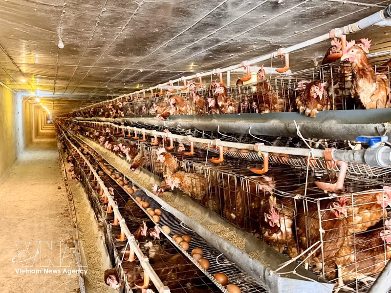 Des poules pondeuses élevées dans un environnement contrôlé par la technologie, favorisant une production homogène. Photo : VNA
