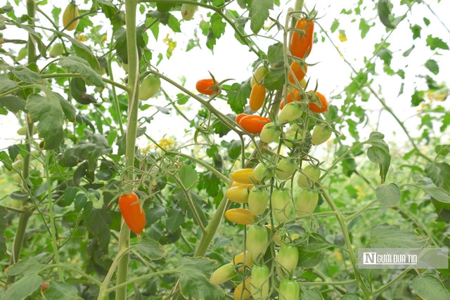 Les tomates chargées de fruits abondants. Photo : nguoiduatin.vn