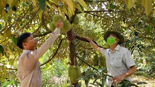 Le durian de la coopérative Tân Thoi 1 est certifié conforme aux normes VietGAP. Photo: VNA