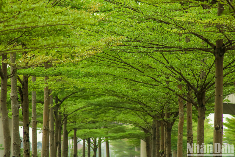 Les feuilles vertes contrastent avec le bleu clair. Photo : NDEL.