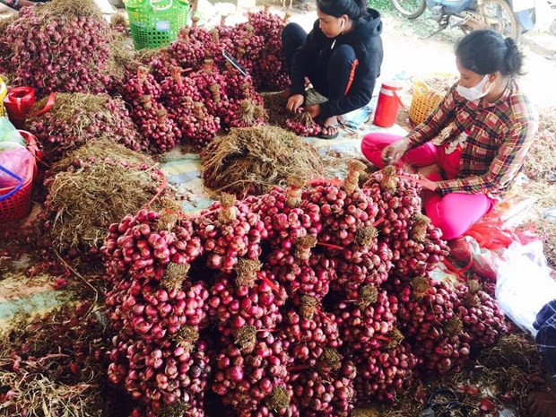 Récolte d’oignons rouges dans le district de Vinh Châu, province de Soc Trang. Photo : CVN.
