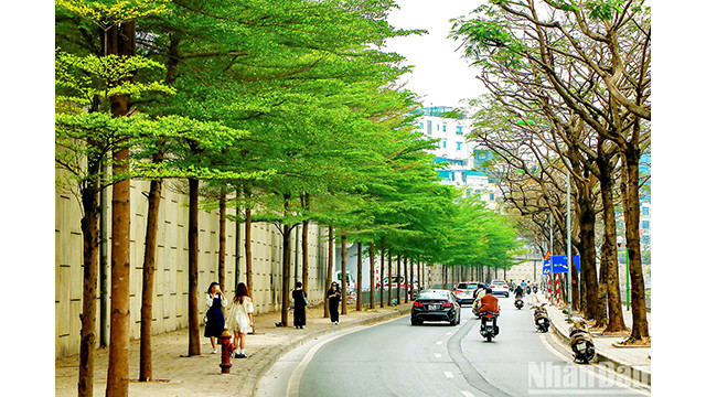 C'est aussi un lieu familier de photographie pour les jeunes, captant de beaux moments de printemps. Photo : NDEL.