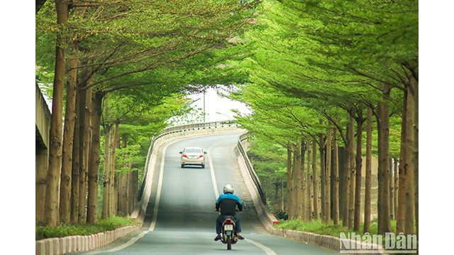 Contempler de beaux arbres à Hanoï ảnh 5