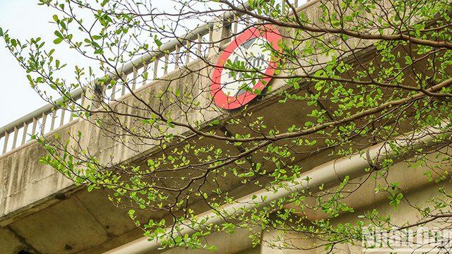 Les petites feuilles créent un espace vert pour les rues de la capitale. Photo : NDEL.