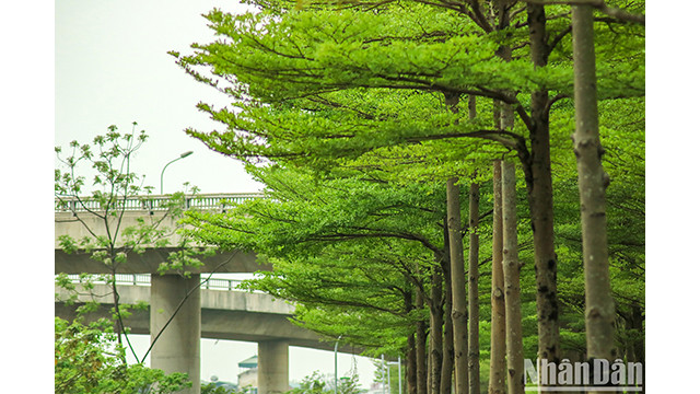Les rangées de badamiers créent une scène magnifique et paisible. Photo : NDEL.