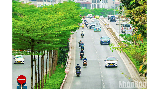Les badamiers dans les entrées de la route périphérique 2. Photo : NDEL.