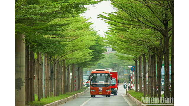 Les rangées de badamiers créent une scène magnifique et paisible. Photo : NDEL.