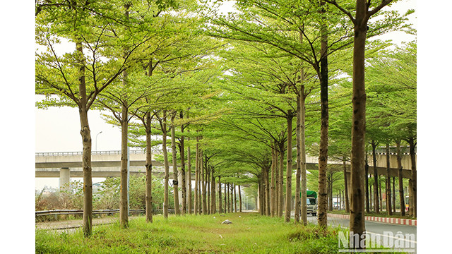 Les rangées de badamiers créent une scène magnifique et paisible. Photo : NDEL.