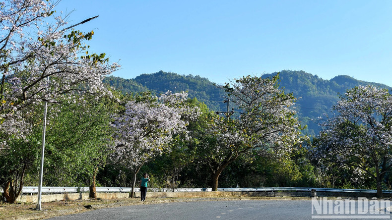 Située au Nord-Ouest du Vietnam, Diên Biên est non seulement connue comme la terre qui marque la victoire historique de la bataille de Diên Biên Phu, qui « a résonné à travers les cinq continents et ébranlé le monde », mais aussi comme le pays des fleurs de bauhinie, symbole de la région et des habitants du Nord-Ouest. Photo: Nhandan.vn Située au Nord-Ouest du Vietnam, Diên Biên est non seulement connue comme la terre qui marque la victoire historique de la bataille de Diên Biên Phu, qui « a résonné à travers les cinq continents et ébranlé le monde », mais aussi comme le pays des fleurs de bauhinie, symbole de la région et des habitants du Nord-Ouest. Photo: Nhandan.vn
