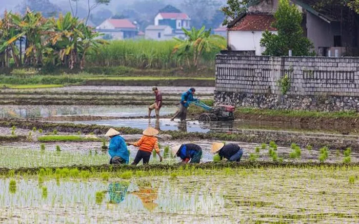 L'image des agriculteurs travaillant dans les rizières de Pù Luông impressionne les touristes internationaux. Photo : Alamy. L'image des agriculteurs travaillant dans les rizières de Pù Luông impressionne les touristes internationaux. Photo : Alamy.
