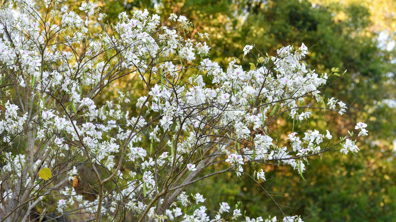 Les fleurs de Bauhinie ne fleurissent pas seulement dans les zones montagneuses, mais également dans la ville de Muong Thanh, ornant les rues de Vo Nguyên Giap, Nguyên Huu Tho, la route nationale 279 traversant la commune de Nà Nhan et la colline Him Lam, porte d'entrée de la ville de Diên Biên Phu. Photo: Nhandan.vn Les fleurs de Bauhinie ne fleurissent pas seulement dans les zones montagneuses, mais également dans la ville de Muong Thanh, ornant les rues de Vo Nguyên Giap, Nguyên Huu Tho, la route nationale 279 traversant la commune de Nà Nhan et la colline Him Lam, porte d'entrée de la ville de Diên Biên Phu. Photo: Nhandan.vn