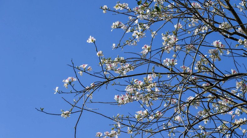 Le Festival des fleurs de bauhinie de 2024 aura lieu le 16 mars. Photo: NDEL Le Festival des fleurs de bauhinie de 2024 aura lieu le 16 mars. Photo: NDEL