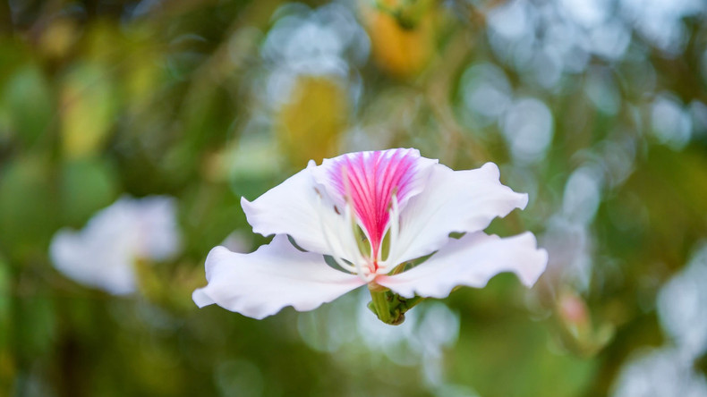 La fleur de bauhinie a quatre ou cinq pétales et un doux parfum. Photo: Nhandan.vn La fleur de bauhinie a quatre ou cinq pétales et un doux parfum. Photo: Nhandan.vn