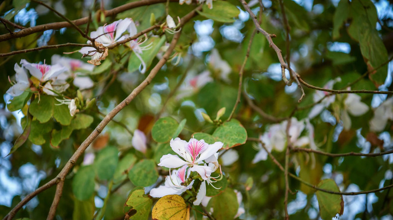 En passant par les montagnes et les forêts et en suivant les routes menant à la ville de Diên Biên Phu ou les petits sentiers vers les villages, les visiteurs peuvent admirer des rangées de fleurs de bauhinie, sous le soleil éclatant. Photo: Nhandan.vn En passant par les montagnes et les forêts et en suivant les routes menant à la ville de Diên Biên Phu ou les petits sentiers vers les villages, les visiteurs peuvent admirer des rangées de fleurs de bauhinie, sous le soleil éclatant. Photo: Nhandan.vn