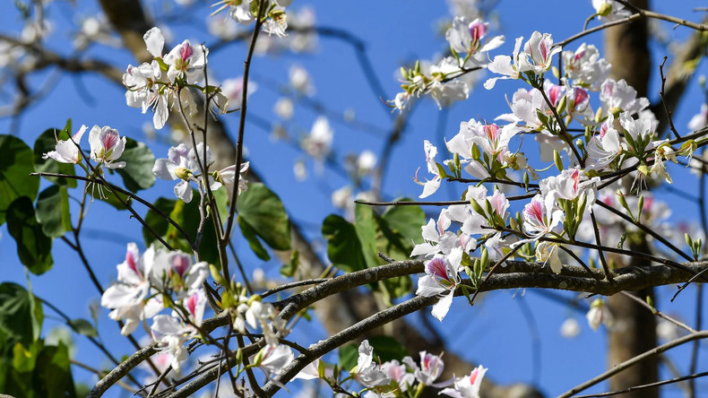 Les fleurs de Bauhinie fleurissent en mars. Photo: NDEL Les fleurs de Bauhinie fleurissent en mars. Photo: NDEL