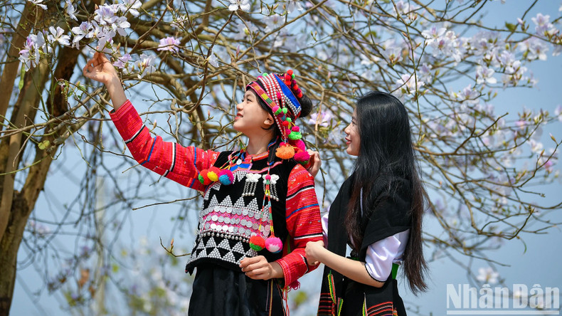 La beauté des filles du nord-ouest à côté des fleurs de bauhinie de Diên Biên. Photo: Nhandan.vn La beauté des filles du nord-ouest à côté des fleurs de bauhinie de Diên Biên. Photo: Nhandan.vn
