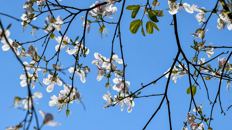 Les fleurs blanches symbolisent les montagnes et les forêts du Nord-ouest. Photo: NDEL Les fleurs blanches symbolisent les montagnes et les forêts du Nord-ouest. Photo: NDEL