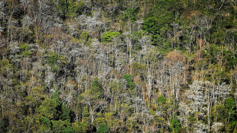 La fleur de bauhinie orne les districts de Muong Ang, Diên Biên, Diên Biên Dông et Tua Chùa. Photo: Nhandan.vn La fleur de bauhinie orne les districts de Muong Ang, Diên Biên, Diên Biên Dông et Tua Chùa. Photo: Nhandan.vn