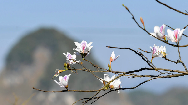 La saison des fleurs de bauhinie dans les montagnes et les forêts de la cuvette de Diên Biên. Photo: Nhandan.vn La saison des fleurs de bauhinie dans les montagnes et les forêts de la cuvette de Diên Biên. Photo: Nhandan.vn