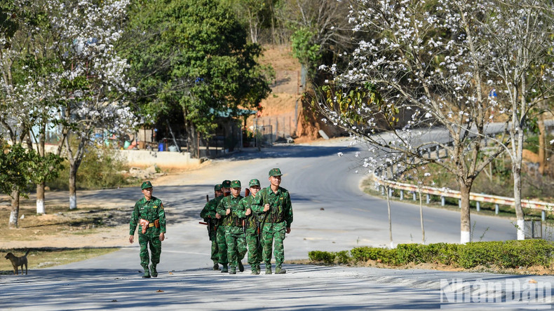 Les fleurs de bauhinie à la porte frontière internationale de Tây Trang. Photo: Nhandan.vn Les fleurs de bauhinie à la porte frontière internationale de Tây Trang. Photo: Nhandan.vn