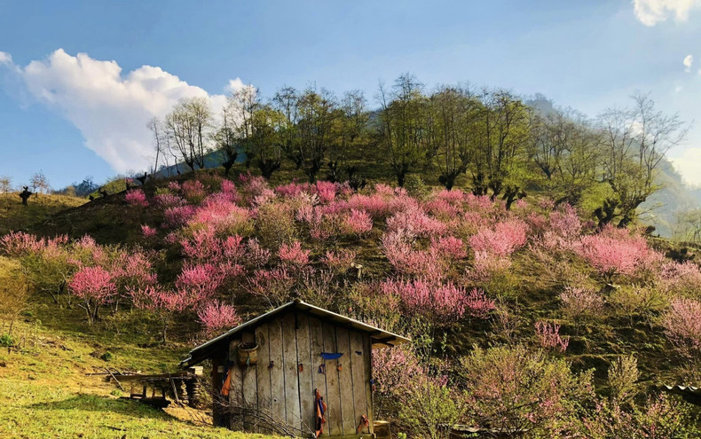 Les montagnes sont encore belles au printemps, car il fait doux. Photo: Laocaitourism.vn Les montagnes sont encore belles au printemps, car il fait doux. Photo: Laocaitourism.vn