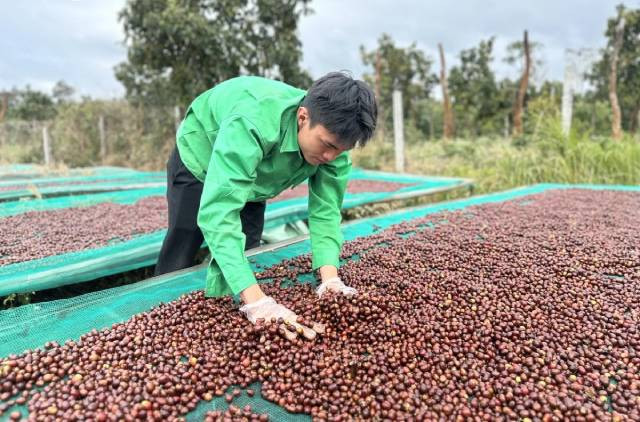 La reconnaissance des connaissances en culture et transformation du café de Dak Lak comme patrimoine culturel immatériel national ouvre des opportunités pour développer le tourisme écologique, culturel et agricole de la localité. Photo : VOV. La reconnaissance des connaissances en culture et transformation du café de Dak Lak comme patrimoine culturel immatériel national ouvre des opportunités pour développer le tourisme écologique, culturel et agricole de la localité. Photo : VOV.
