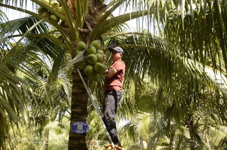 Actuellement, les commerçants parcourent toutes les plantations de cocotiers pour acheter la récolte, cependant, la production ne suffit pas à approvisionner le marché. Photo: nhandan.vn