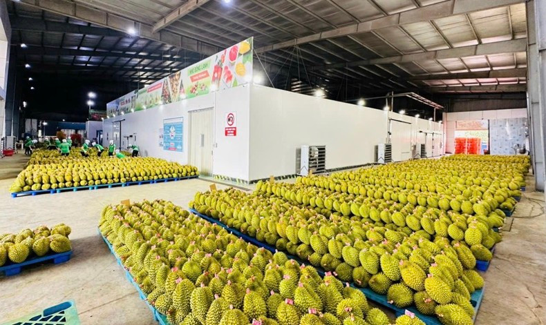 Le durian est l'un des produits fruitiers exportés vers les pays de l'ASEAN. Photo : NDEL. Le durian est l'un des produits fruitiers exportés vers les pays de l'ASEAN. Photo : NDEL.