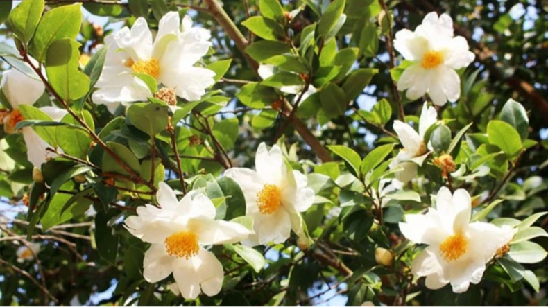 La Fête des fleurs du camélia » aura lieu en décembre 2023 dans la forêt du village de Dông Long. Photo : Portail d'information électronique de Quang Ninh. La Fête des fleurs du camélia » aura lieu en décembre 2023 dans la forêt du village de Dông Long. Photo : Portail d'information électronique de Quang Ninh.