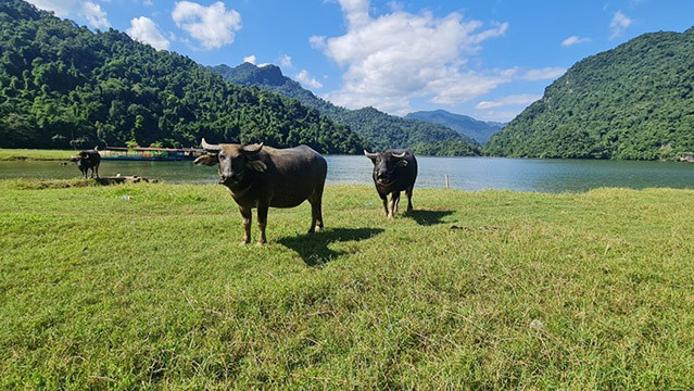 Ils rencontrent des buffles sur la vaste prairie près du lac. Photo: daidoanket.vn Ils rencontrent des buffles sur la vaste prairie près du lac. Photo: daidoanket.vn
