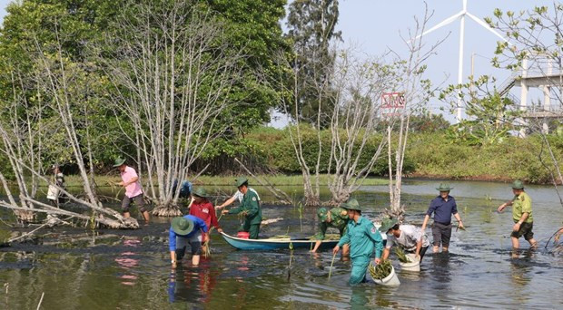 Augmentation de la superficie de mangroves dans la province de Bac Liêu. Photo : VNA/CVN