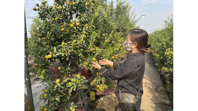 Le froid tardif de cette année a également une petite influence sur le développement des kumquats. Photo : VOV Le froid tardif de cette année a également une petite influence sur le développement des kumquats. Photo : VOV