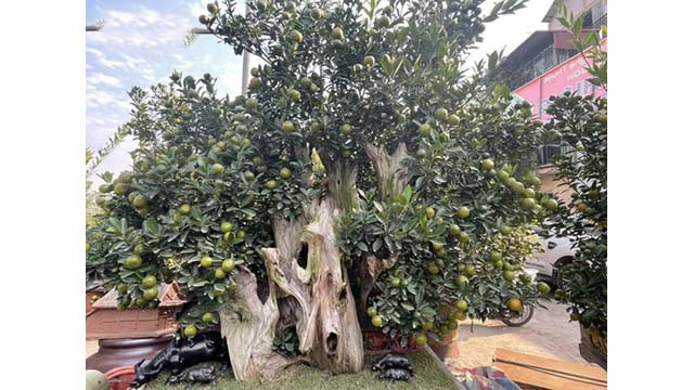 Les jardiniers de kumquats Tu Liên ont tendance à passer de la culture de kumquats en pleine terre à la culture de kumquats dans des pots en céramique. Photo: VOV Les jardiniers de kumquats Tu Liên ont tendance à passer de la culture de kumquats en pleine terre à la culture de kumquats dans des pots en céramique. Photo: VOV