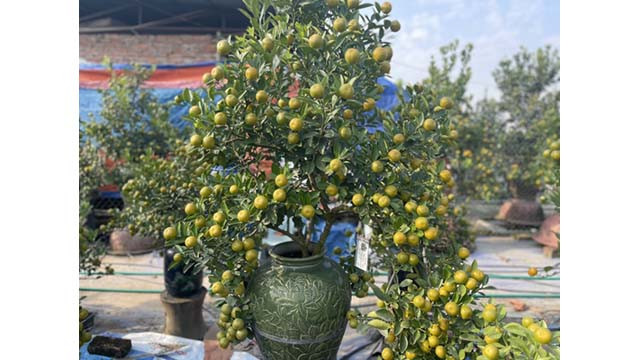 Ces pots de kumquat sont très attrayants pour les acheteurs. Photo : VOV Ces pots de kumquat sont très attrayants pour les acheteurs. Photo : VOV