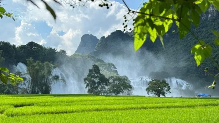 Les champs de riz verdoyants et les chutes de Ban Giôc, créent un paysage magnifique. Photo : VOV. Les champs de riz verdoyants et les chutes de Ban Giôc, créent un paysage magnifique. Photo : VOV.