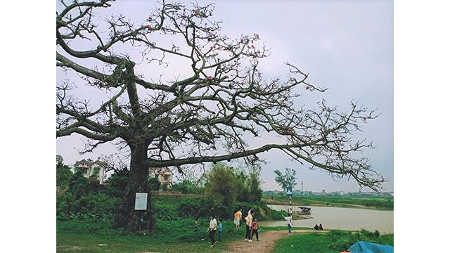 Le bombax ceiba, bien du patrimoine national au confluent de rivières chargées de sédiments culturels. Photo : Minh Minh/NDEL.