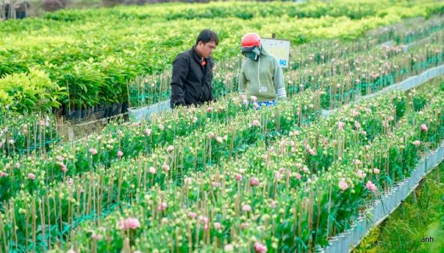 De nombreuses nouvelles variétés de fleurs ont été cultivées pour cette occasion. Photo : VOV. De nombreuses nouvelles variétés de fleurs ont été cultivées pour cette occasion. Photo : VOV.